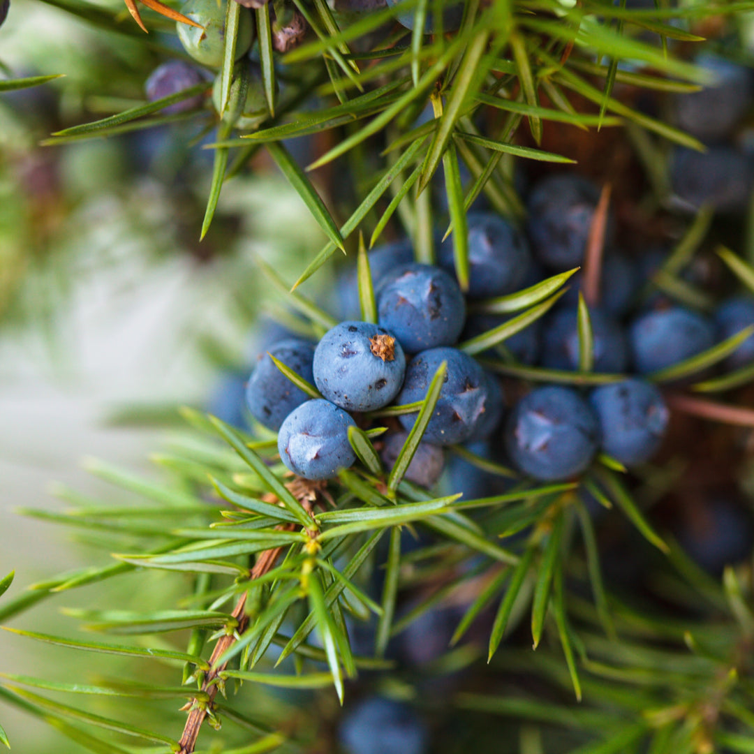 close up of juniper berries on a tree