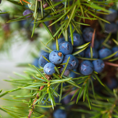 Five Health Benefits of Juniper Essential Oil and How to Use it.