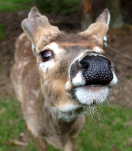close up of photo of deers nose