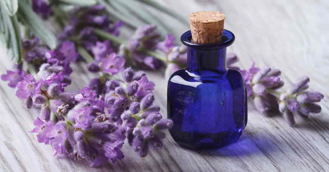 purple bottle of lavender essential oil with lavender flowers