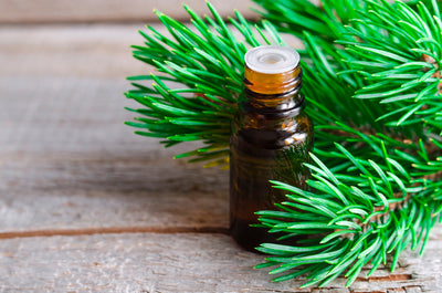 Transform Your Health with Just One Drop: Discover Pine Essential Oil and 6 Health Benefits