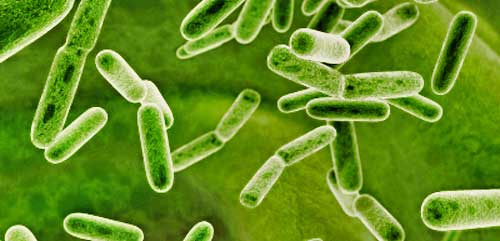 electron microscope image of bacteria
